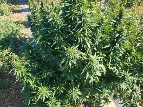 Viterbo - Guardia di finanza - Una delle piante di canapa