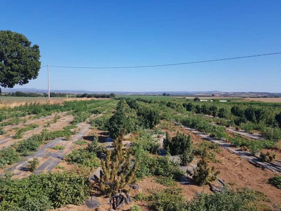 Viterbo - Guardia di finanza - La piantagione sequestrata prima della distruzione