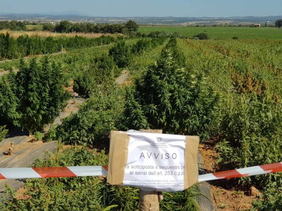 Viterbo - Guardia di finanza - La piantagione sequestrata prima della distruzione