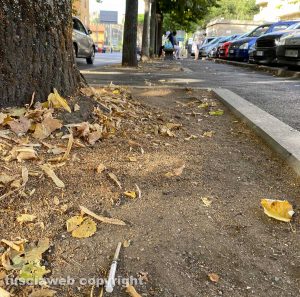 Viterbo - Siringa gettata in viale Trieste