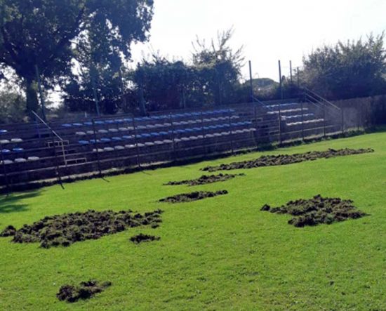 Bassano in Teverina - Il campo rovinato dai cinghiali 