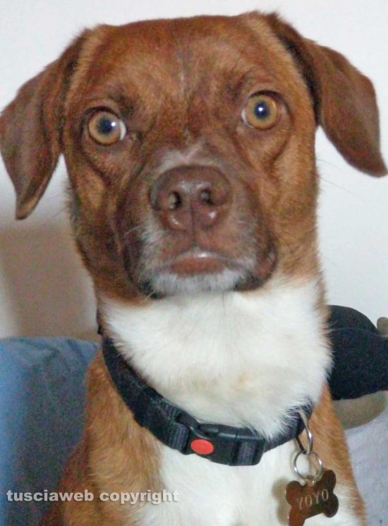 Viterbo - Il cane ' Jojo' 
