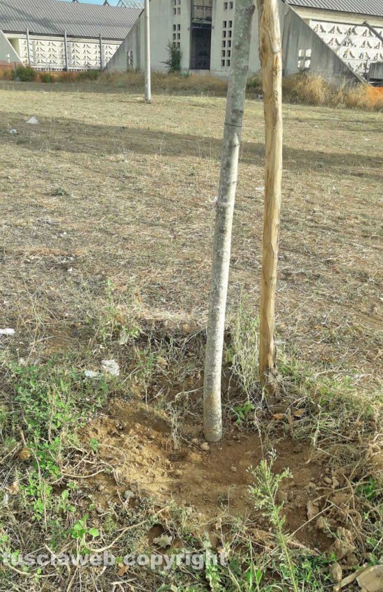 Viterbo - Alberi in strada San Lazzaro