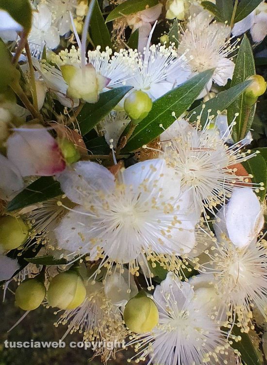 Montefiascone - Mirto fiorito