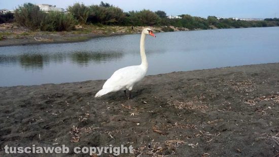 Tarquinia - Un cigno alla foce del fiume Marta