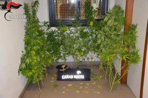 Amelia - Carabinieri - Le piante di marijuana sequestrate
