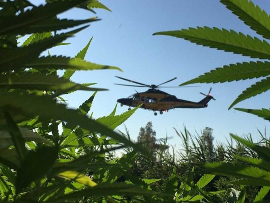 Guardia di finanza - Piantagione di marijuana scoperta ad Ardea