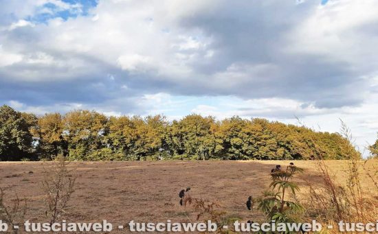 Animali morti al lago di Vico - Intervento delle guardie ecozoofile