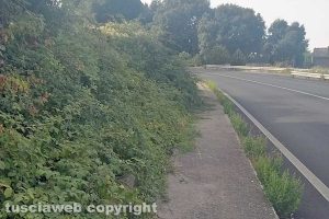 Viterbo - Incuria lungo i marciapiedi sulla Sammartinese