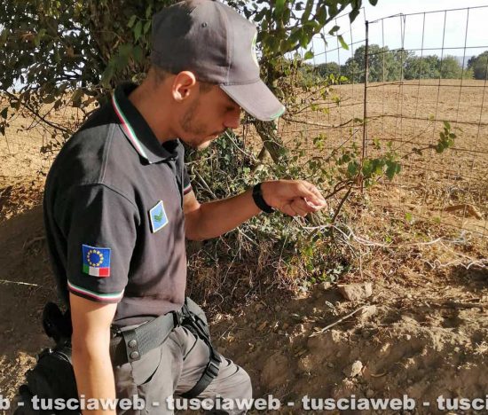 Animali morti al lago di Vico - Intervento delle guardie ecozoofile