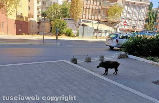 Viterbo - I cinghiali di via Genova