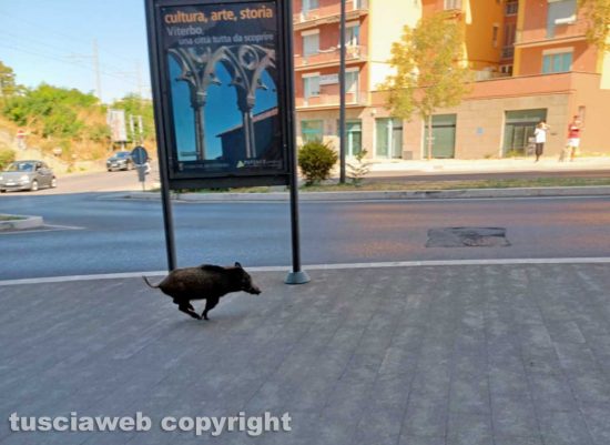 Viterbo - I cinghiali di via Genova
