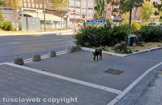Viterbo - I cinghiali di via Genova