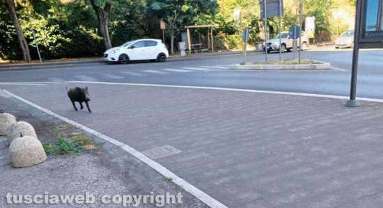 Viterbo - I cinghiali di via Genova