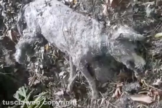Capranica - Il corpo di un cane trovato morto