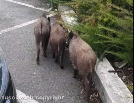 Viterbo - Cinghiali al parcheggio di via Genova