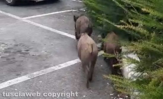 Viterbo - Cinghiali al parcheggio di via Genova