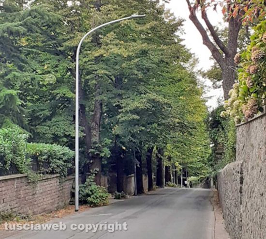 San Martino al Cimino - Alberi non potati a via Abate Lamberto