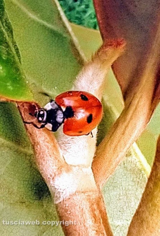 Una coccinella tra le foglie di magnolia