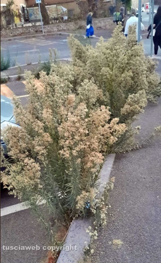 Viterbo - Erbacce al parcheggio delle Fortezze
