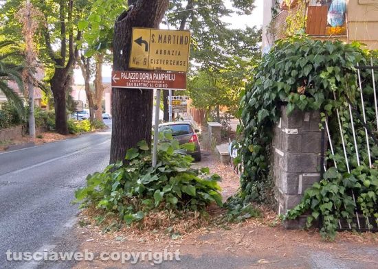 Viterbo - Erbacce sul marciapiede in via Santa Maria in Gradi