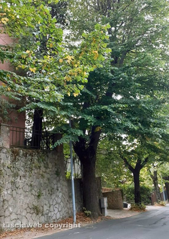 San Martino al Cimino - Alberi non potati a via Abate Lamberto