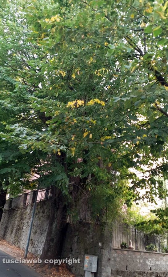 San Martino al Cimino - Alberi non potati a via Abate Lamberto