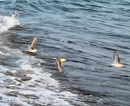 Le rondini di mare a Montalto Marina