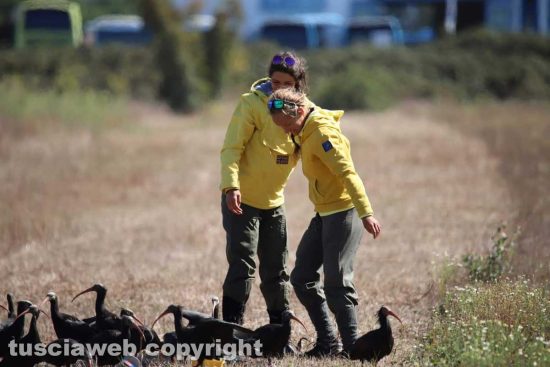 Giovani ibis eremita alla laguna di Orbetello
