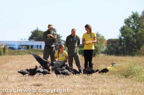 Giovani ibis eremita alla laguna di Orbetello