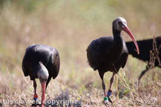 Giovani ibis eremita alla laguna di Orbetello