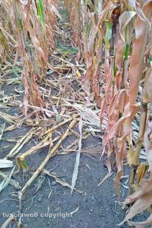 Viterbo - Un campo rovinato dai cinghiali