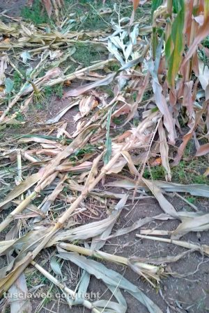 Viterbo - Un campo rovinato dai cinghiali