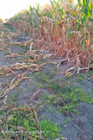 Viterbo - Un campo rovinato dai cinghiali