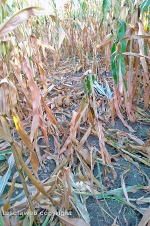 Viterbo - Un campo rovinato dai cinghiali