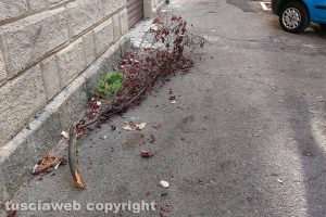 Viterbo - Marciapiedi in via Monte Asolone