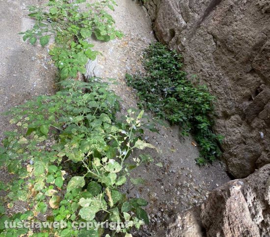 Viterbo - Largo Don Alceste Grandori in stato di abbandono
