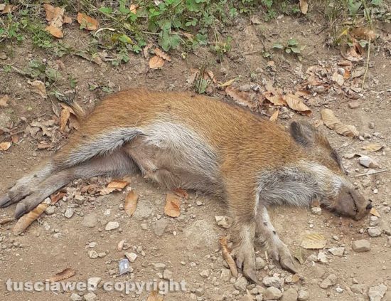 Capranica - Il corpo di un cinghiale morto