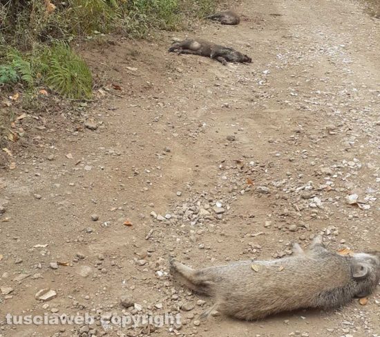 Capranica - I corpi di tre cinghiali morti 
