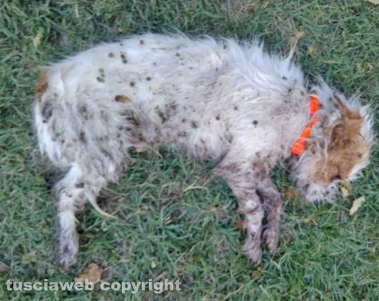 Capranica - Uno dei due cagnolini messi in salvo