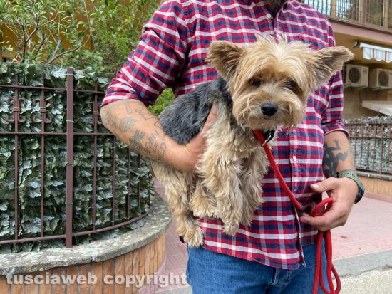 Viterbo - Via Monte Cengio - La cagnolina trovata in casa dell'uomo