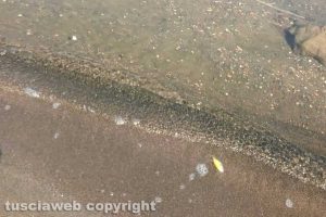 Marta - Pesci morti al lago di Bolsena