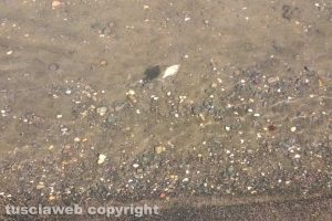 Marta - Pesci morti al lago di Bolsena