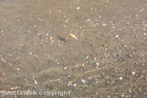 Marta - Pesci morti al lago di Bolsena