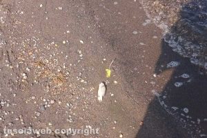 Marta - Pesci morti al lago di Bolsena