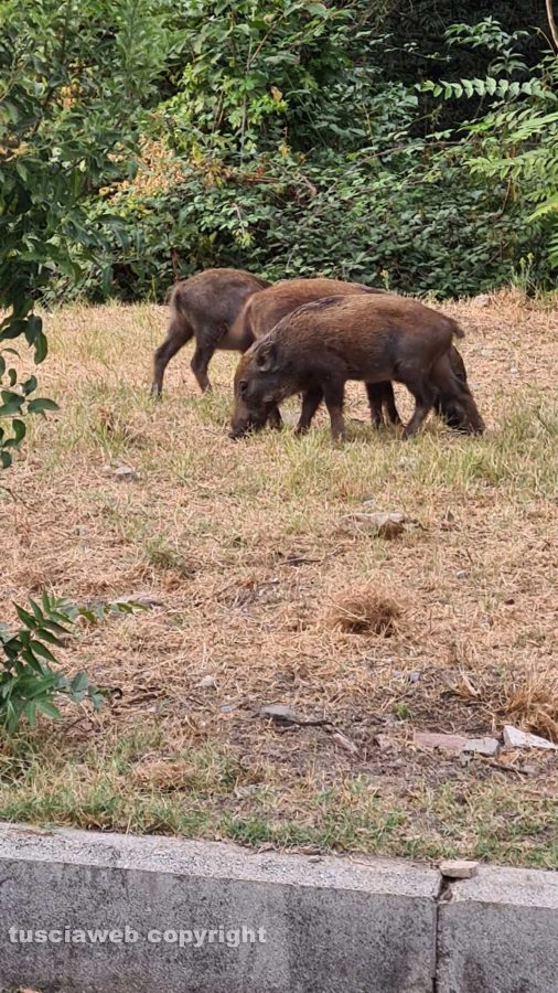 Viterbo - Cinghiali alla rotatoria di via Belluno