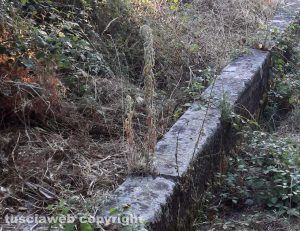 Viterbo - Erbacce e degrado al fontanile di Fiescoli