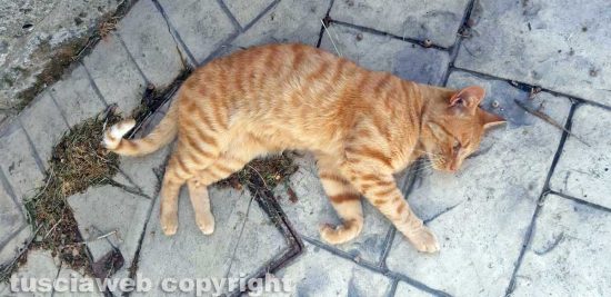 Il gatto ritrovato in zona La Quercia/Palanzana