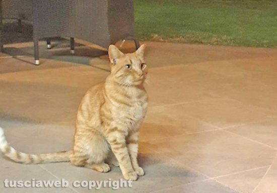 Il gatto ritrovato in zona La Quercia/Palanzana 