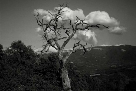 La mostra "La natura ama nascondersi"